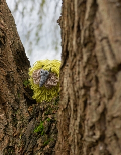 Koa the Kakapo