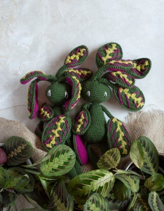 Maranta Fascinator