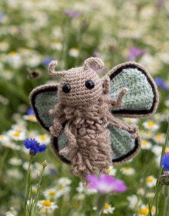 Oberon the Hairstreak Butterfly