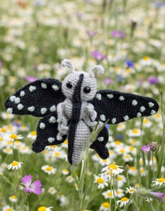 Ophelia the Tailed Jay Butterfly