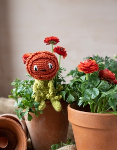 Mini Ranunculus