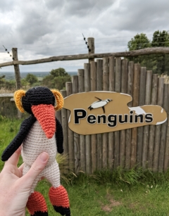 Petra the Rockhopper Penguin