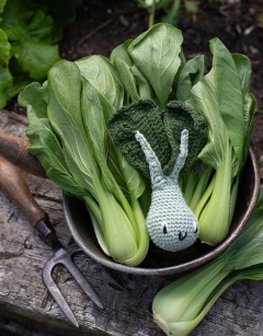 Pak Choi Kit