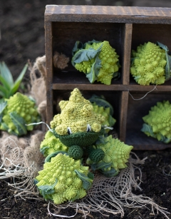 Romanesco Cauliflower Kit