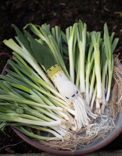 Spring Onion Kit